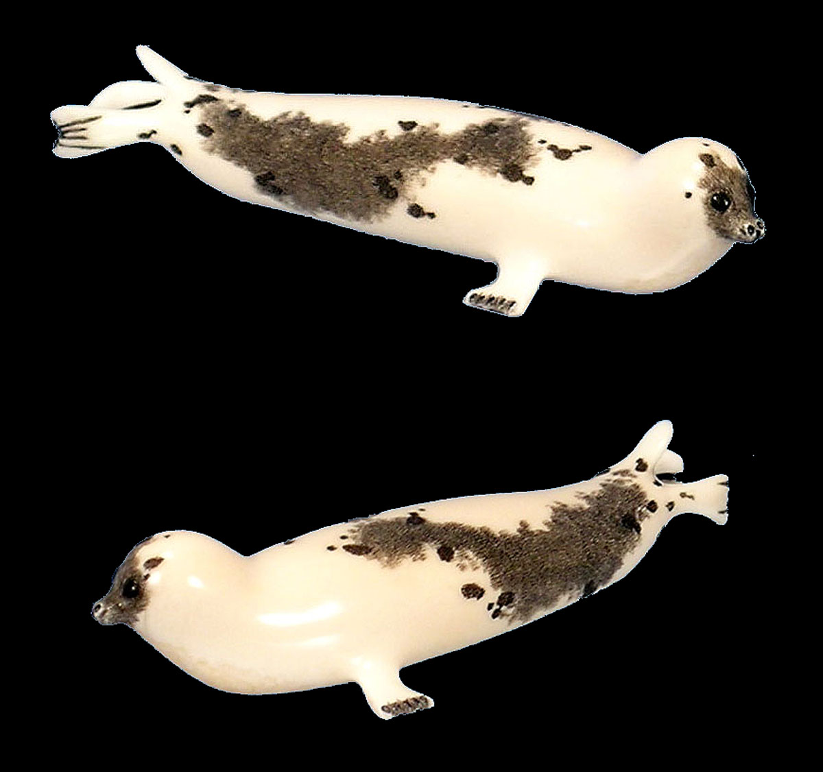aaspottedsealgroup1